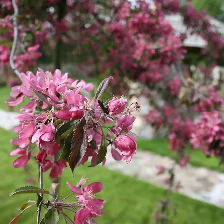 Sraige 3* פלאנגה