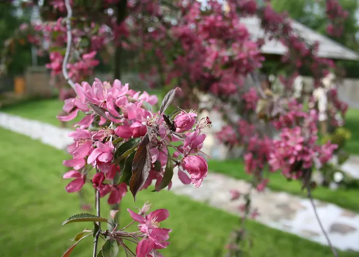 Sraige 3* פלאנגה