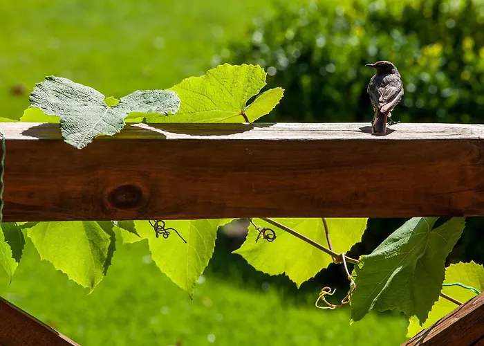 Sraige מלון דירות