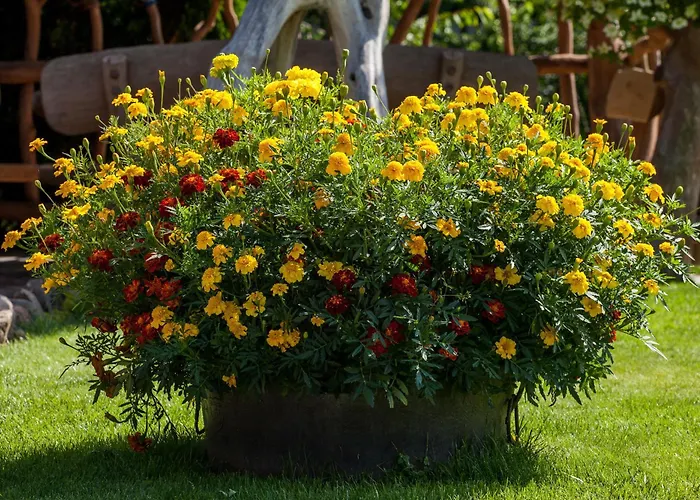 מלון דירות Sraige